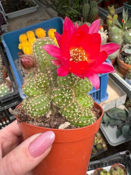 Chamaecereus hybr. `Cerise`